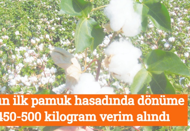 Araban Ziraat Odası Başkanı Hasan Altun: Yılın ilk pamuk hasadında dönüme 450-500 kilogram verim alındı