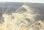 Araban’da 50 dönüm buğday kül oldu