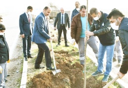 Araban'da bin 500 adet akasya ve çınar fidanı dikildi