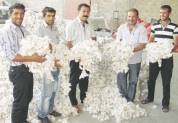 Araban’da, bu yılın ilk pamuk hasadına başlandı