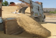 Araban'da ilk arpa hasadı