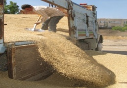 Araban'da ilk arpa hasadı