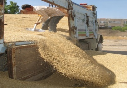 Araban'da ilk arpa hasadı