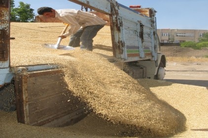 Araban&#039;da ilk arpa hasadı