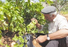 Araban’da organik üzüm hasadı sezonu açıldı
