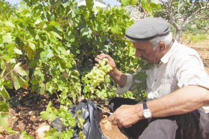 Araban&#8217;da organik üzüm hasadı sezonu açıldı