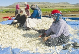 Araban’da sarımsak ekimi başladı