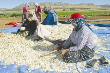 Araban&#8217;da sarımsak ekimi başladı