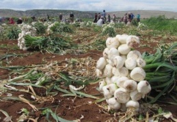 Araban’da sarımsak hasadı sürüyor