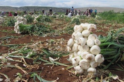 Araban&#8217;da sarımsak hasadı sürüyor