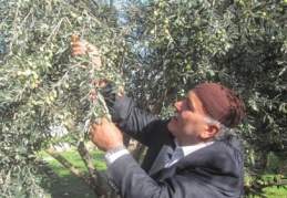 Araban’da zeytin hasadı başladı