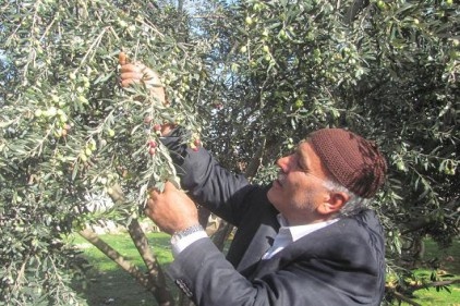 Araban&#8217;da zeytin hasadı başladı