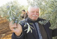 Araban’da zeytin hasadına başlandı