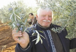 Araban’da zeytin hasadına başlandı