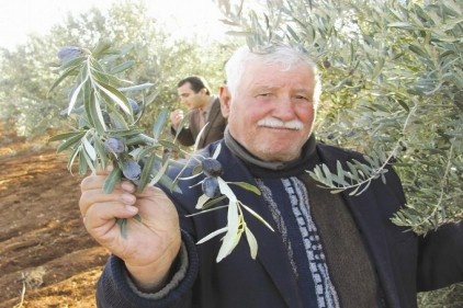 Araban&#8217;da zeytin hasadına başlandı