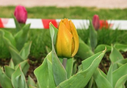 Araban’ın laleleri açtı…