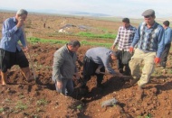 Arabanlı çiftçiler Antepfıstığı üretimine yöneldi 