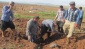 Arabanlı çiftçiler Antepfıstığı üretimine yöneldi 
