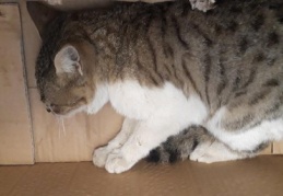 Aracın motor kısmına giren kedi kurtarıldı