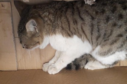 Aracın motor kısmına giren kedi kurtarıldı
