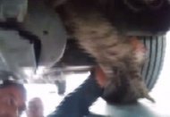 Aracın motoruna sıkışan kedi kurtarıldı