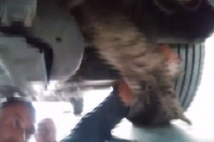 Aracın motoruna sıkışan kedi kurtarıldı