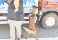 Araçta zulalanmış 154 kilo esrar ele geçirildi