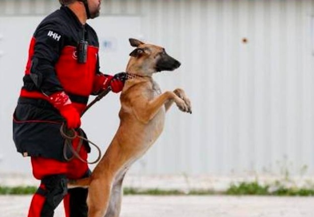 Arama kurtarma köpekleri Bozo, Angel ve Patron 50 kişiyi kurtardı