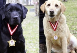 Arama kurtarma köpeklerine madalya verildi