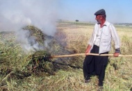 Arap ülkelerinin tutkusu 'firik'te hasat başladı 