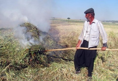 Arap ülkelerinin tutkusu 'firik'te hasat başladı 