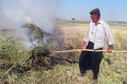 Arap ülkelerinin tutkusu &#039;firik&#039;te hasat başladı 