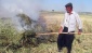 Arap ülkelerinin tutkusu 'firik'te hasat başladı 