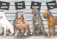 Araştırmalar bazı köpeklerin 100'e kadar oyuncak ismi öğrenebildiğini gösterdi