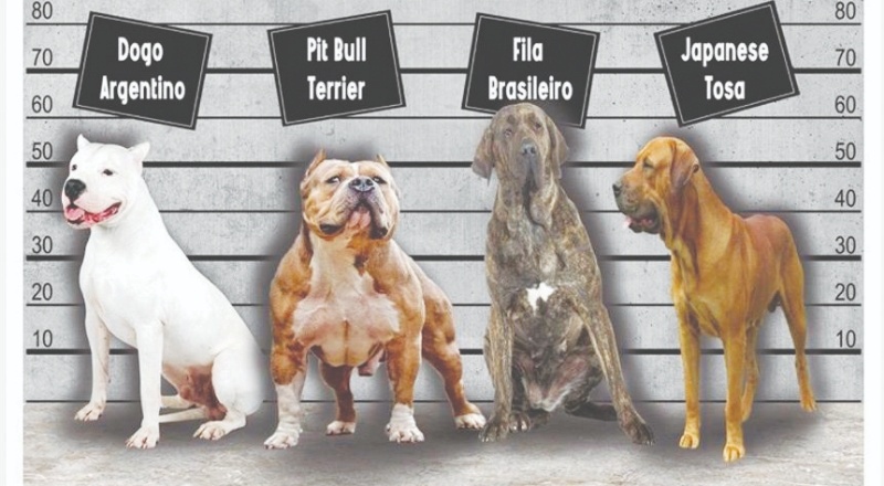 Araştırmalar bazı köpeklerin 100'e kadar oyuncak ismi öğrenebildiğini gösterdi