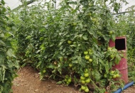 Arılı dölleme yöntemi ile domates yetiştiriyor