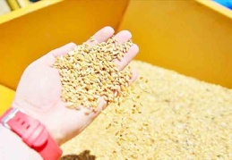 Arpa, buğday ve mısırda gümrük vergisi sıfırlandı