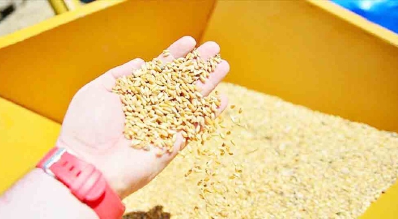 Arpa, buğday ve mısırda gümrük vergisi sıfırlandı