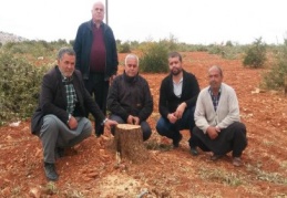 Arsasındaki 350 zeytin ağacını kesti, jandarma gözaltına aldı