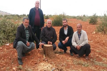 Arsasındaki 350 zeytin ağacını kesti, jandarma gözaltına aldı