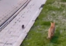 Asabi fareden peşine takılan kediye sol kroşe