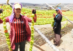 Aşırı sıcaklar kurutmalıklara yaradı