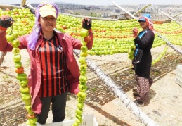 Aşırı sıcaklar kurutmalıklara yaradı