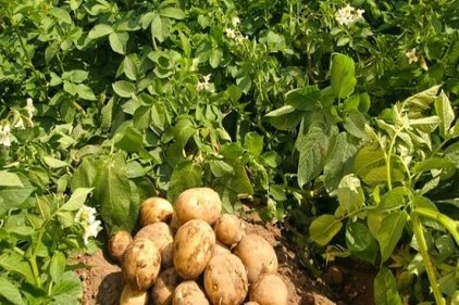 Aşırı yağışlar patatesi hasta edince rekolte düştü