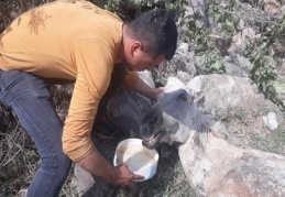 Aşırı yüke dayanamayınca ölüme terkedildi