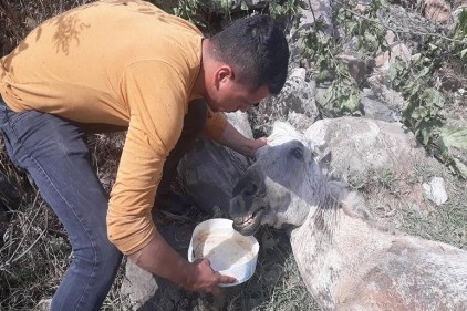 Aşırı yüke dayanamayınca ölüme terkedildi
