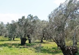 Asırlık zeytin ağaçlarının bulunduğu bölge ranta açılıyor