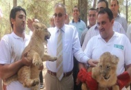 Aslan parçaları