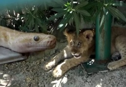 Aslan yavrusu ile piton yılanı koruma altına alındı