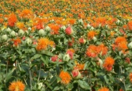 Aspir, ülkemizin enerji açığını kapatacak bir bitki